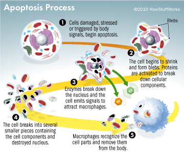 apoptosis process diagram