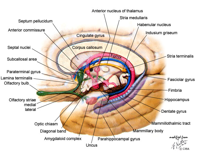 dentate-gyrus location in the brain