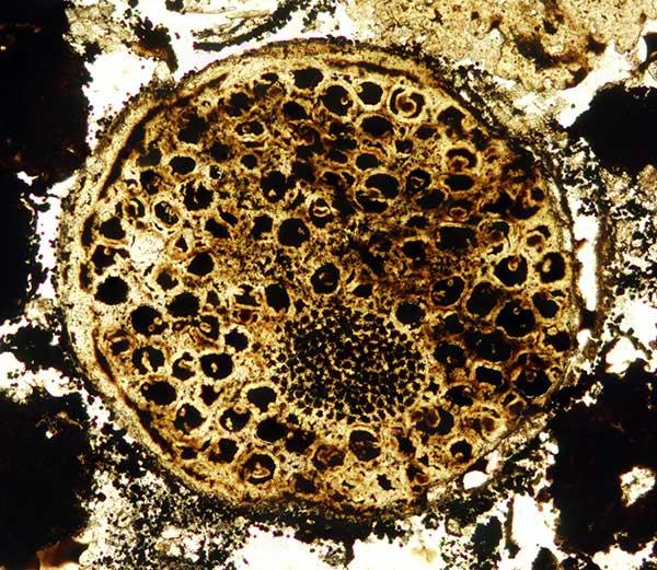 new fossil discoveries by Virginia Tech shows earth age discrepancy